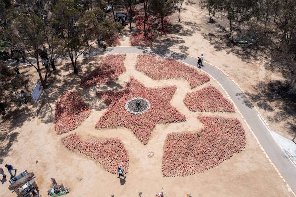 Plant a tree - Nova forest